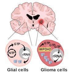 Up-regulation of IMPDH2 in glioma cells drives de novo GTP production, rRNA synthesis and ribosome biogenesis. Normal glial cells sustain low rRNA synthesis via recycling of nucleotides.