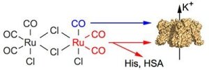 Dual effects of tricarbonyldichlororuthenium(II) dimer (CORM-2) on voltage-dependent potassium channels. Channel modification may result from binding of either carbon monoxide (blue) and/or of Ru(CO)2 fragments (red). The latter involves adduction to target histidines and, thus, can be quenched by excess free histidine or histidine-containing proteins such as human serum albumin.