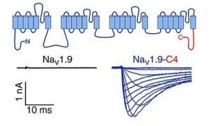 Representative current traces measured in the whole-cell mode in response to depolarizations ranging from -127 to 3 mV of HEK 293T cells expressing human NaV1.9 (left) or chimera NaV1.9-C4 (right).