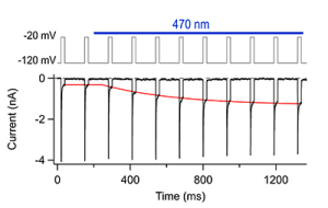 Pulse protocol (top) and current recordings of roNaV2 channels in HEK293 cells (bottom). The blue bar marks illumination of the cell with blue light via a 63x objective. The red curve is a mono-exponential fit to describe the time course of inactivation loss upon illumination.